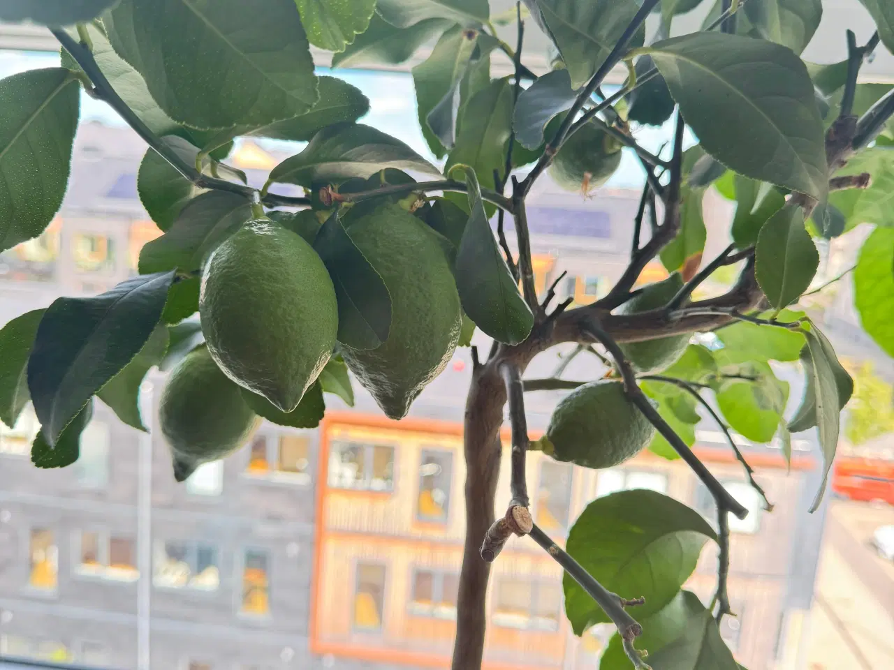 Billede 2 - Citron Træ