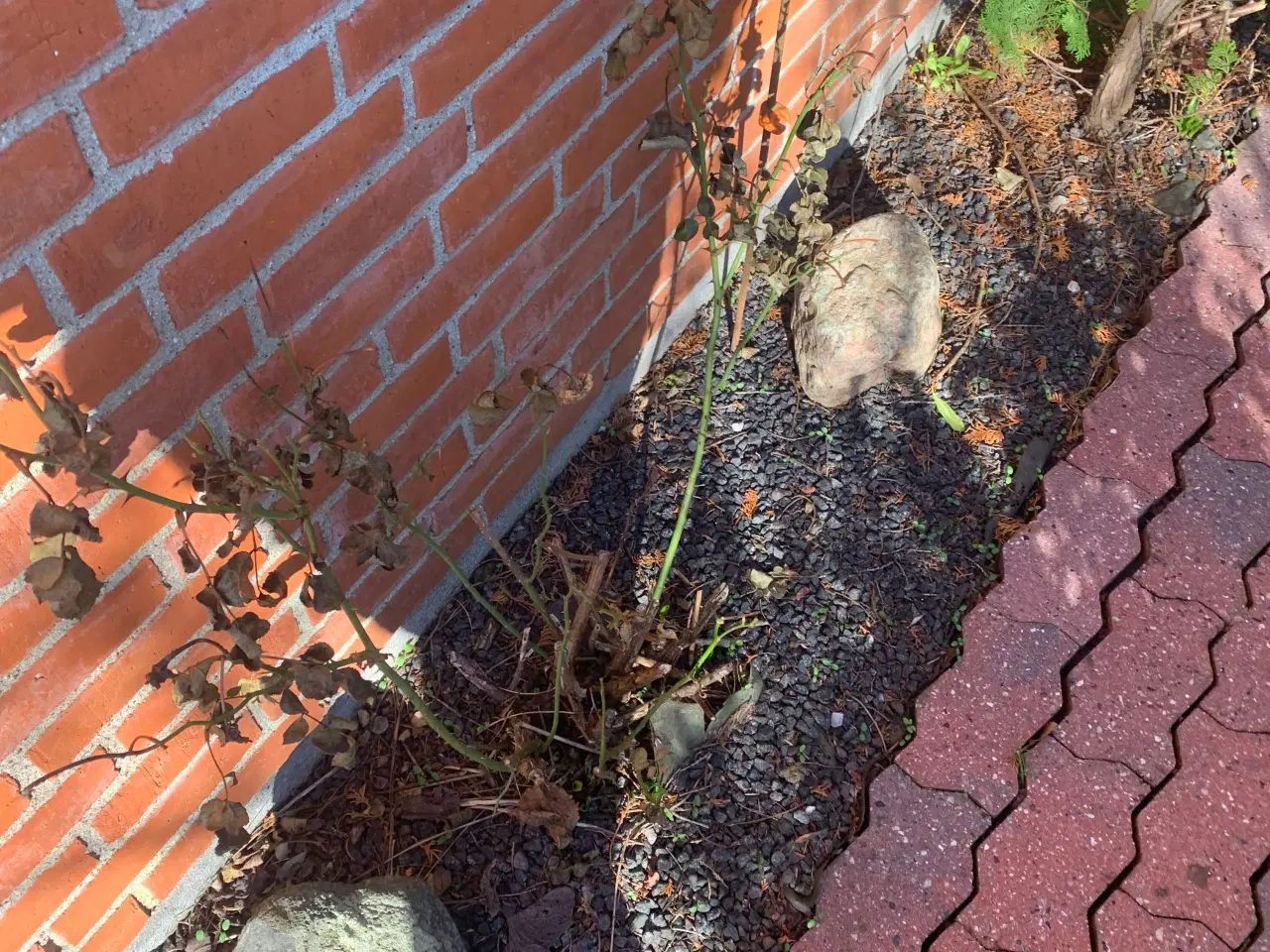 Billede 6 - Thuja busk og solbærbusk m m og mange marksten