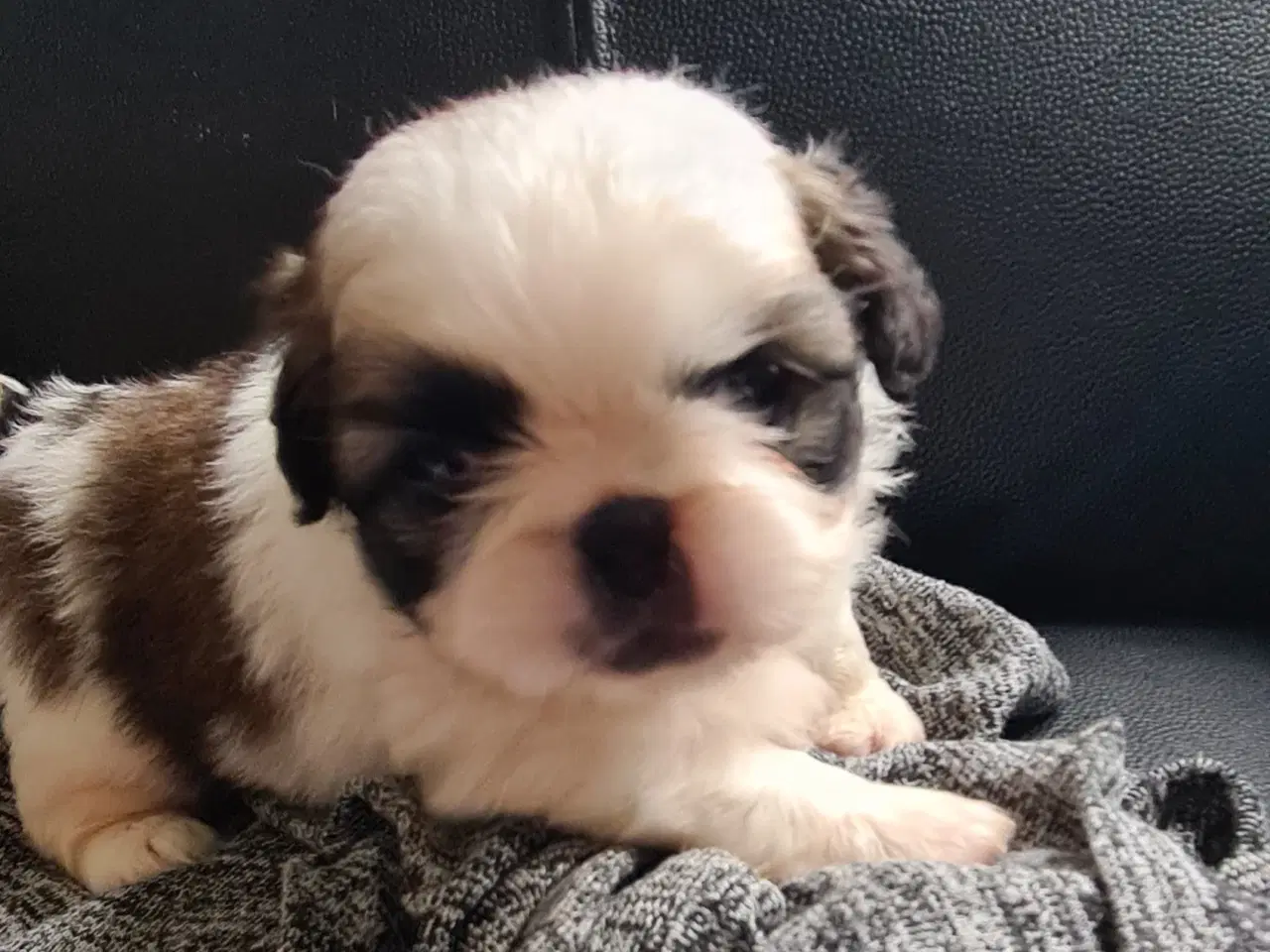Billede 3 - Pekingeser piger