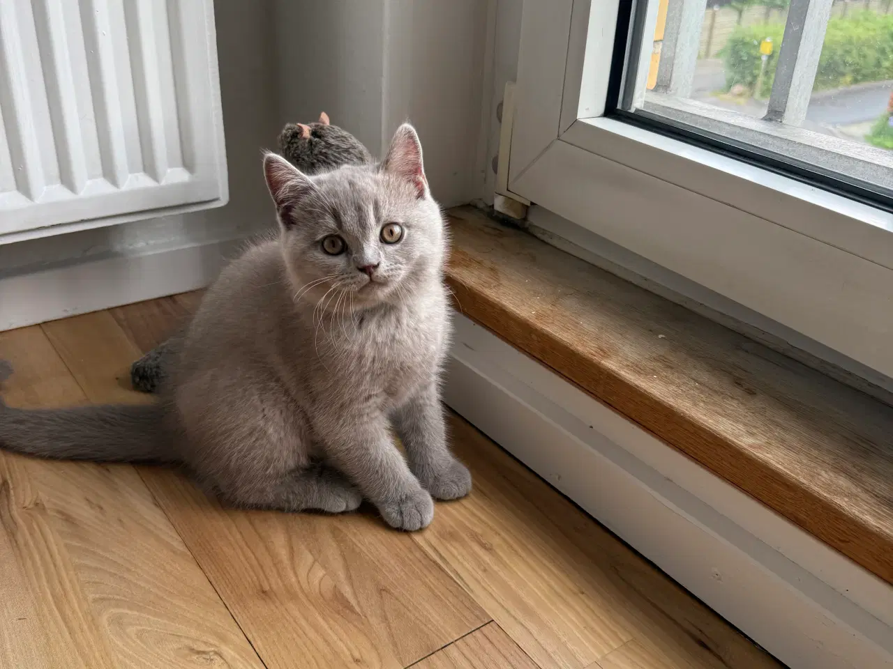 Billede 4 - British Shorthair killinger med stamtavle