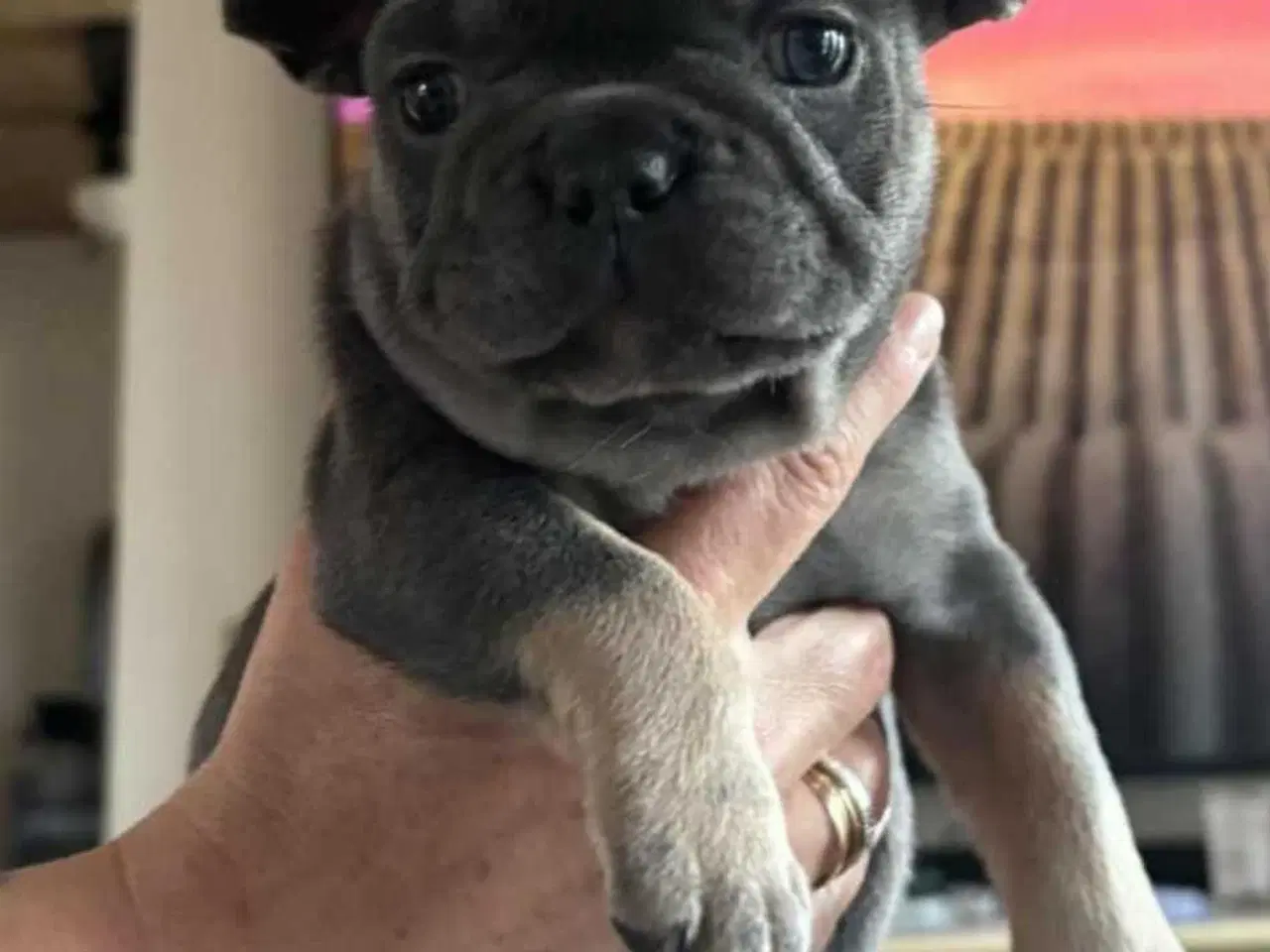 Billede 25 - Fransk Bulldog Hvalpe