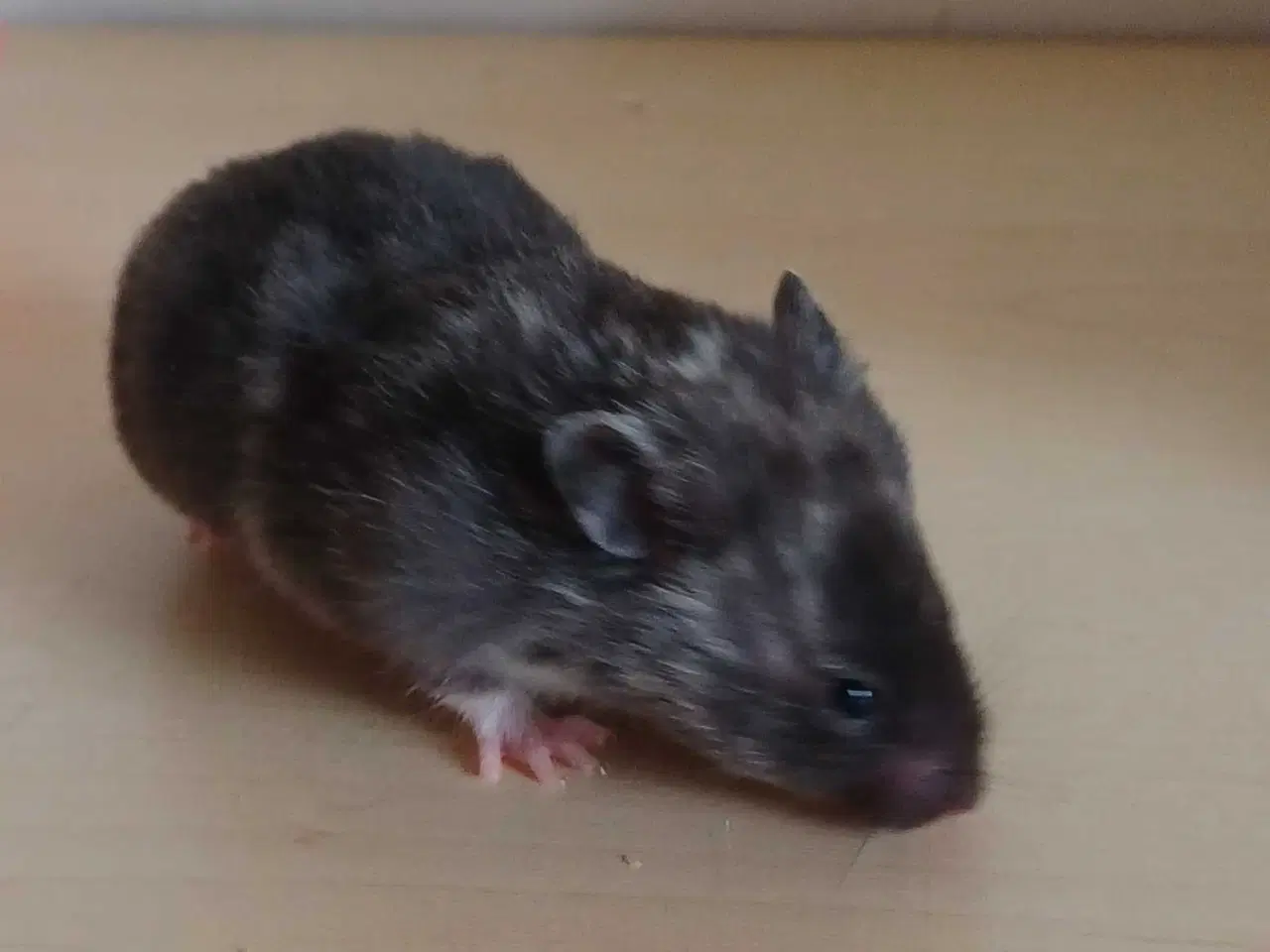 Billede 16 - Guldhamster unger