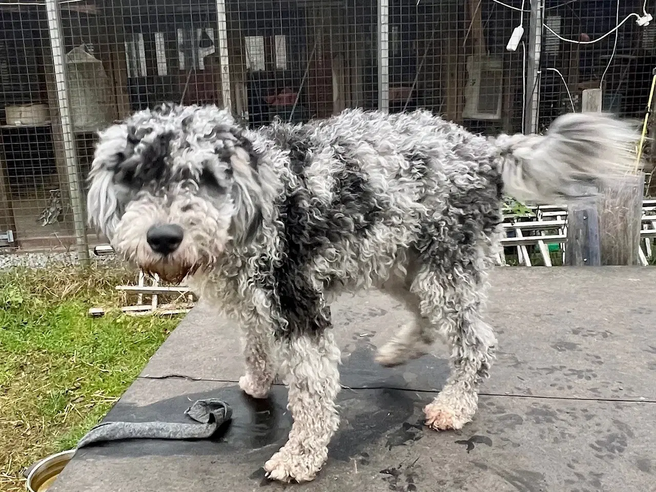 Billede 4 - Lagotto / Spansk Vandhund / Cocker