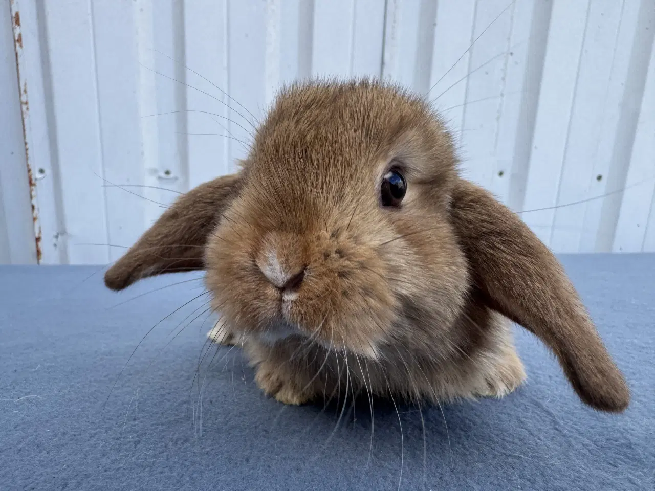 Billede 1 - Dværgvædder hankanin