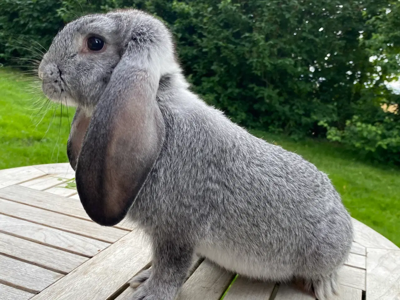 Billede 6 - FRANSK VÆDDER HAN CHINCHILLA