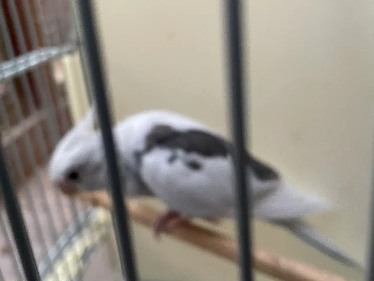 Billede 3 - Hvidhoved broget nymfer