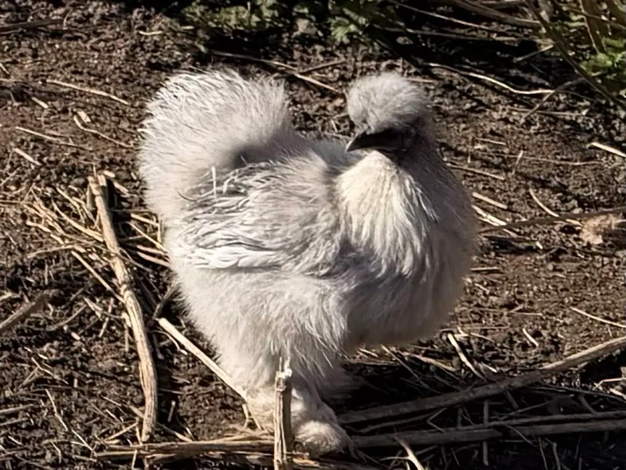 Billede 1 - 5 mellem store flotte silke høns