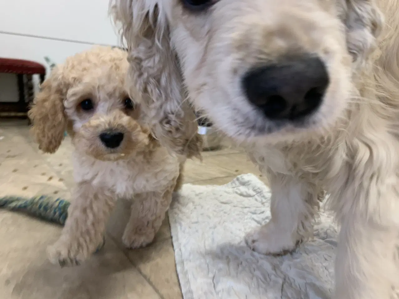 Billede 20 - Amerikansk Cockerpoo F1b pige 