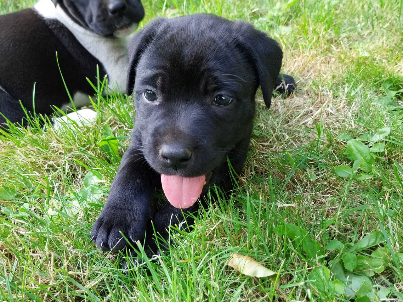 Billede 3 - Labrador/boxer