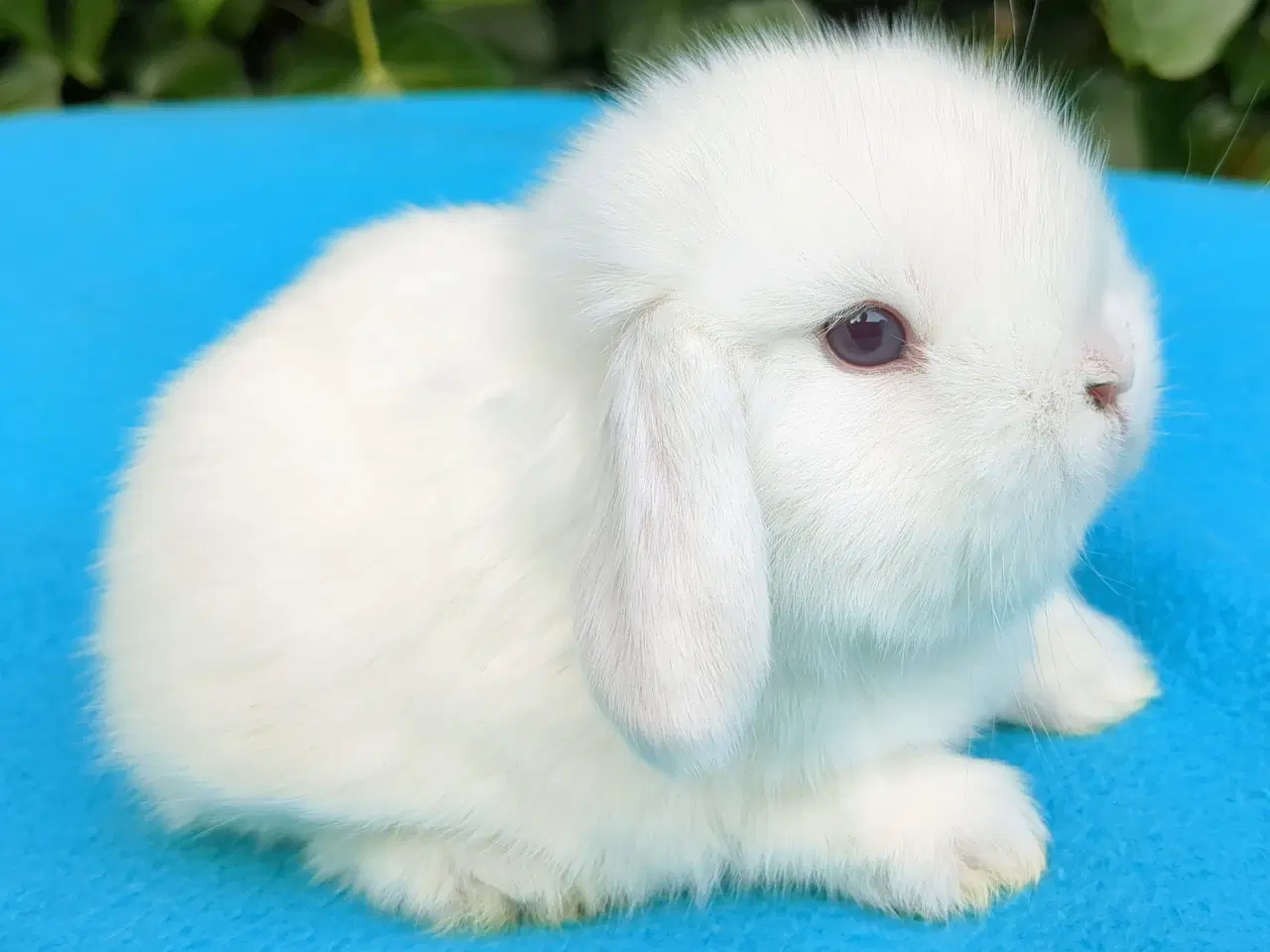 Billede 9 - Minilop kaninunger sælges 