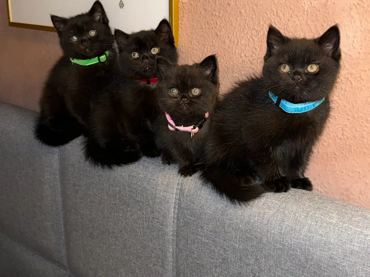 Billede 3 - British shorthair til salg 