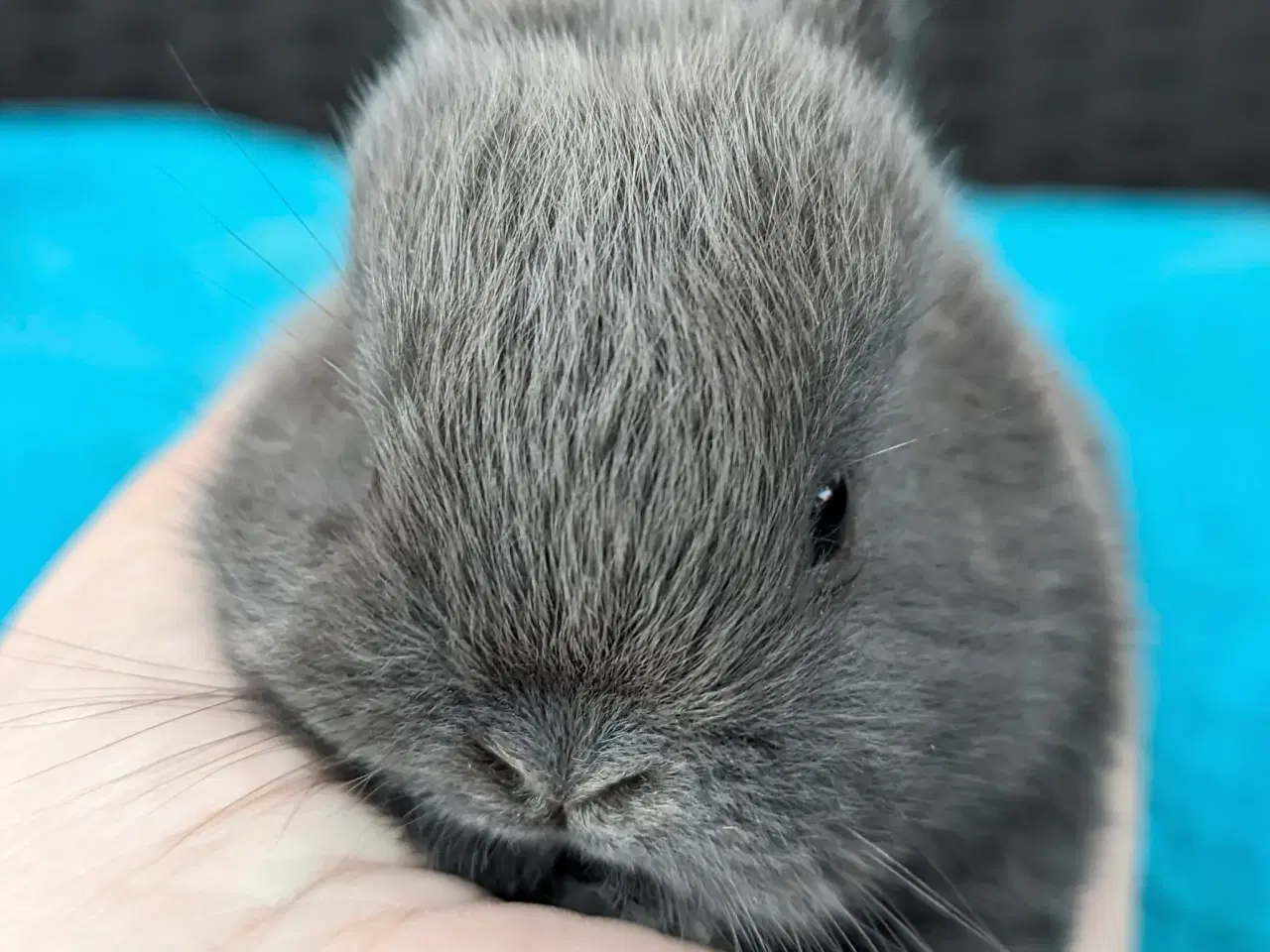 Billede 5 - Hermelin kaninunge sælges 