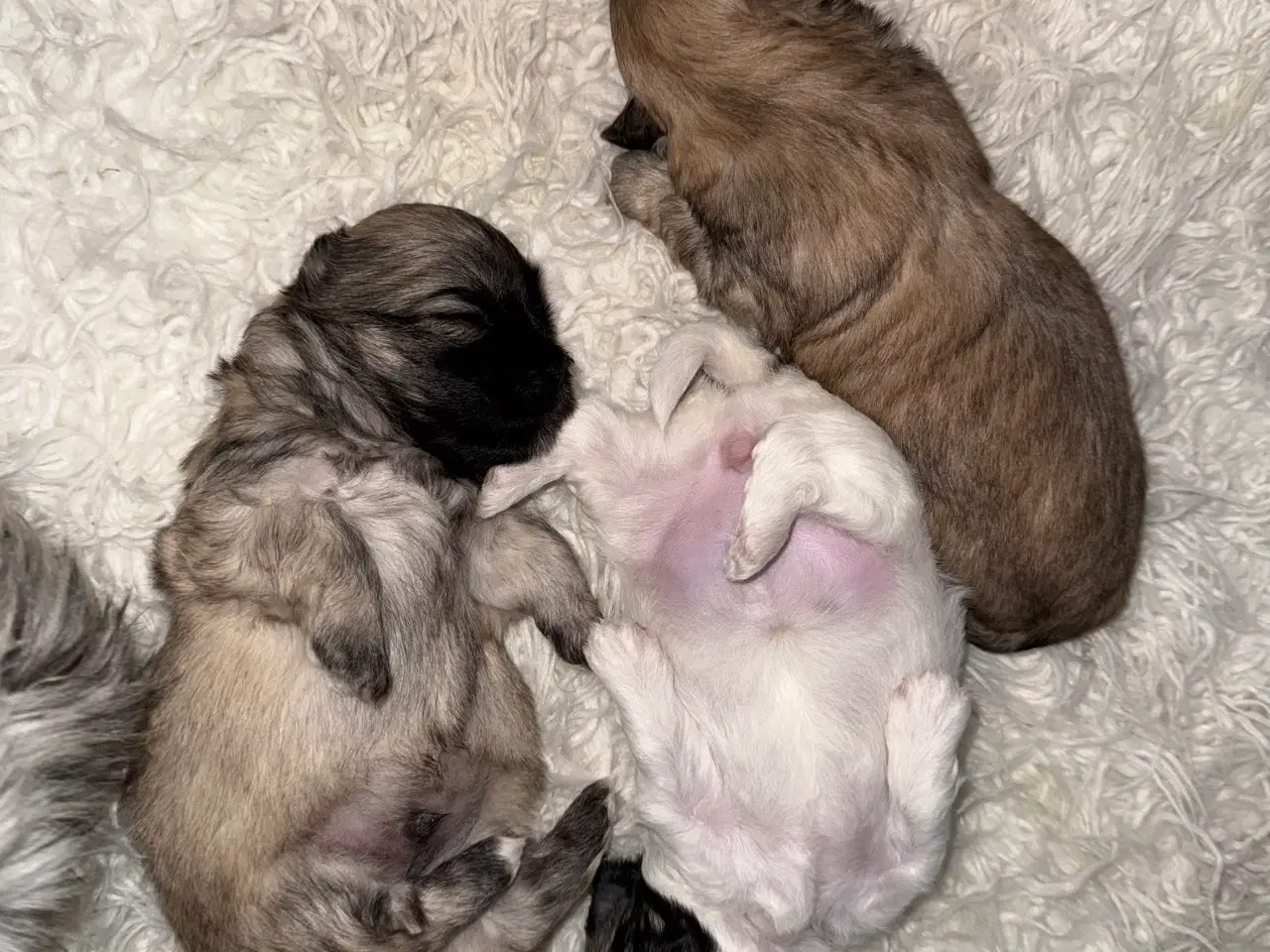 Billede 8 - Malteser/coton blanding