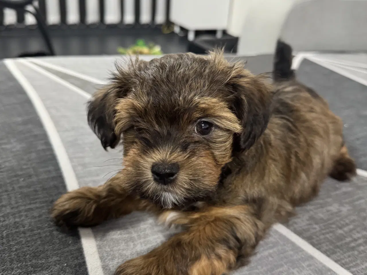 Billede 18 - Bichon havanaiser hvalpe med stamtavle 