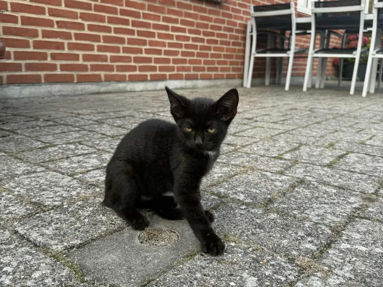 Billede 10 - Søde kattekillinger 