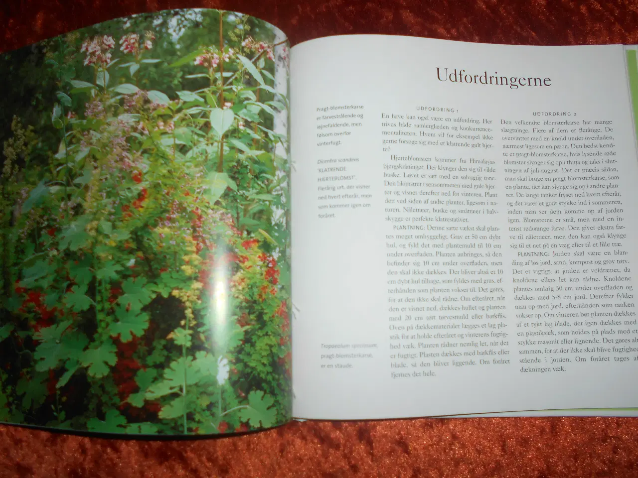 Billede 2 - Klatreplanter,  Inger Palmstierna, 