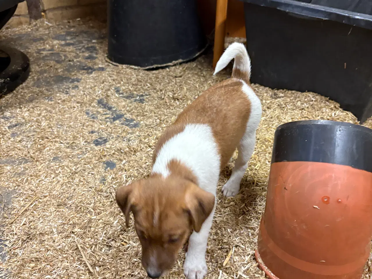 Billede 6 - Jackrossel hunde hvalpe
