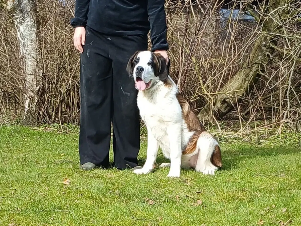 Billede 3 - Sankt bernhard, korthåret