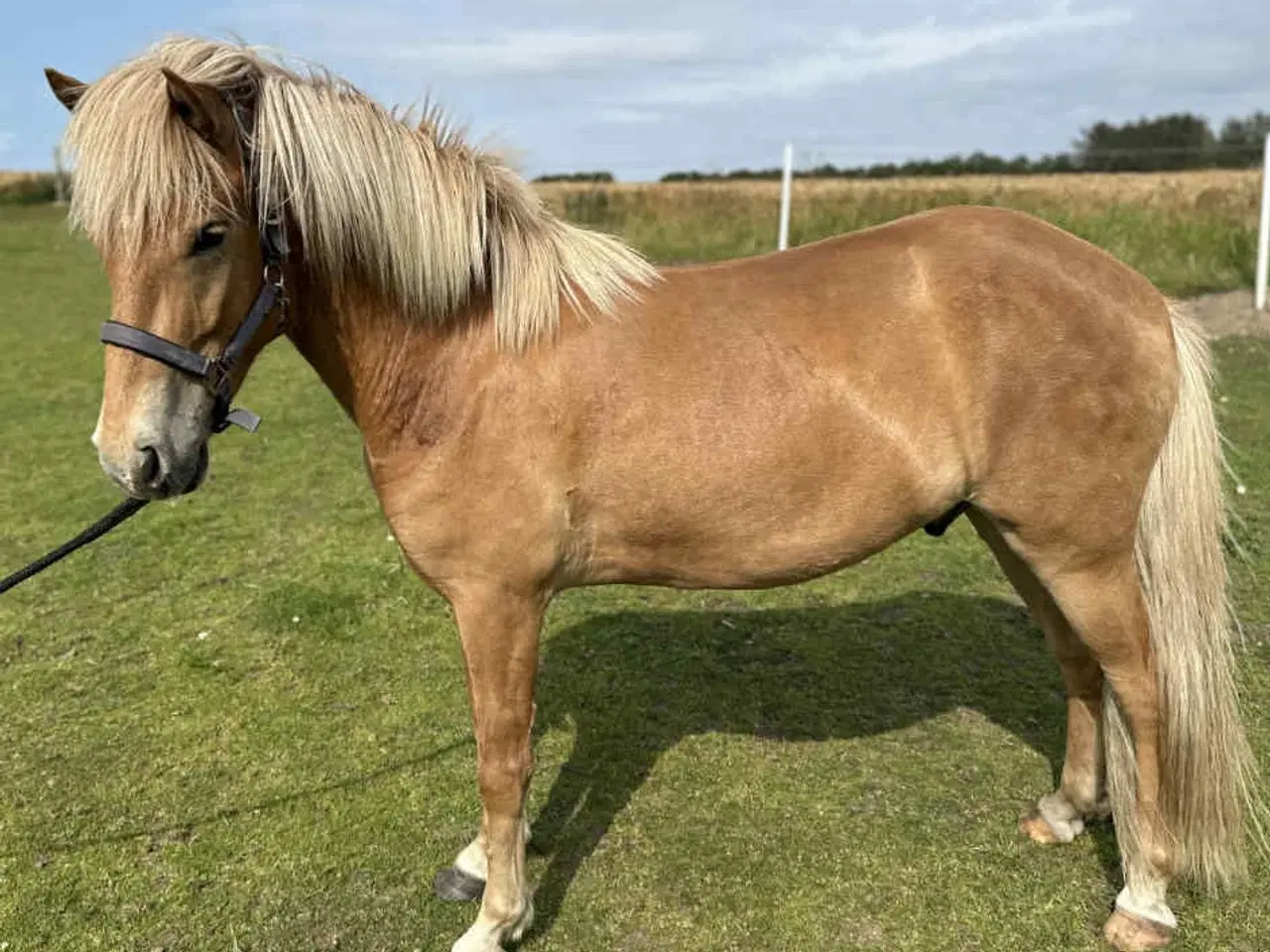 Billede 4 - Stor 6 års islændervallak