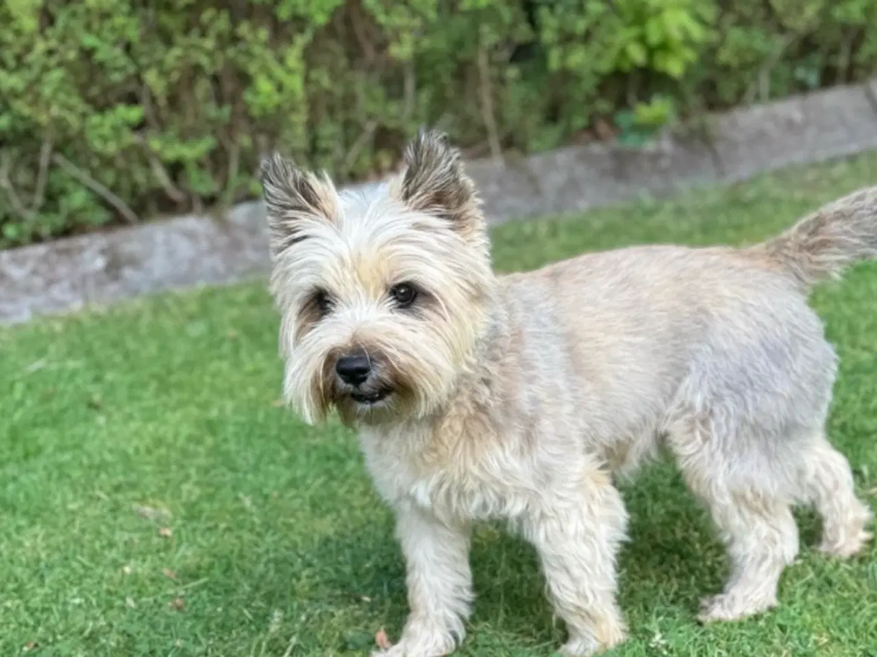 Billede 4 - Cairn terrier hvalpe