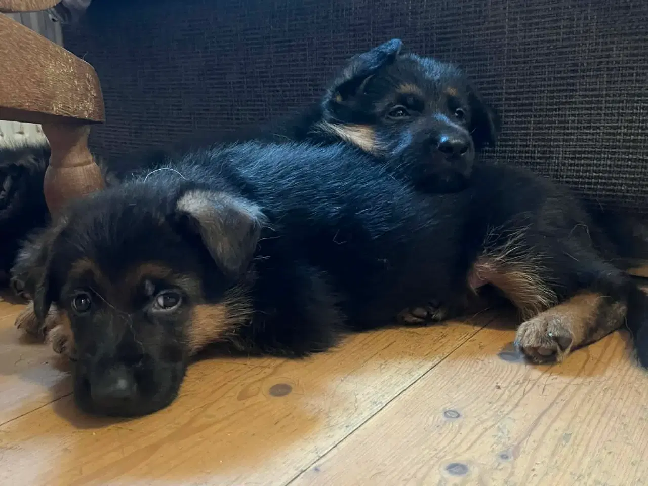 Billede 4 - Schæfer hvalpe (drenge)