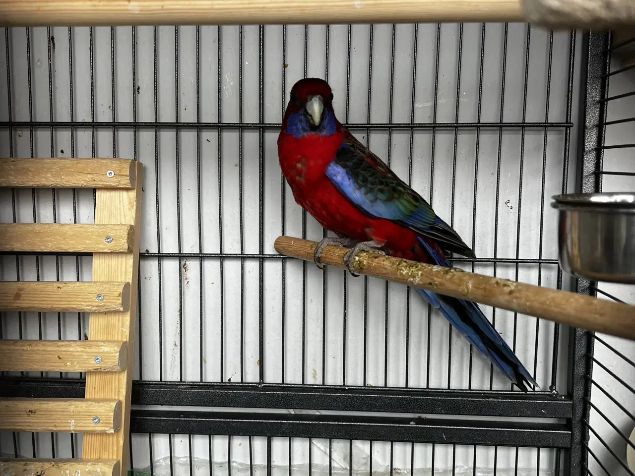 Billede 1 - Pennant Parakit