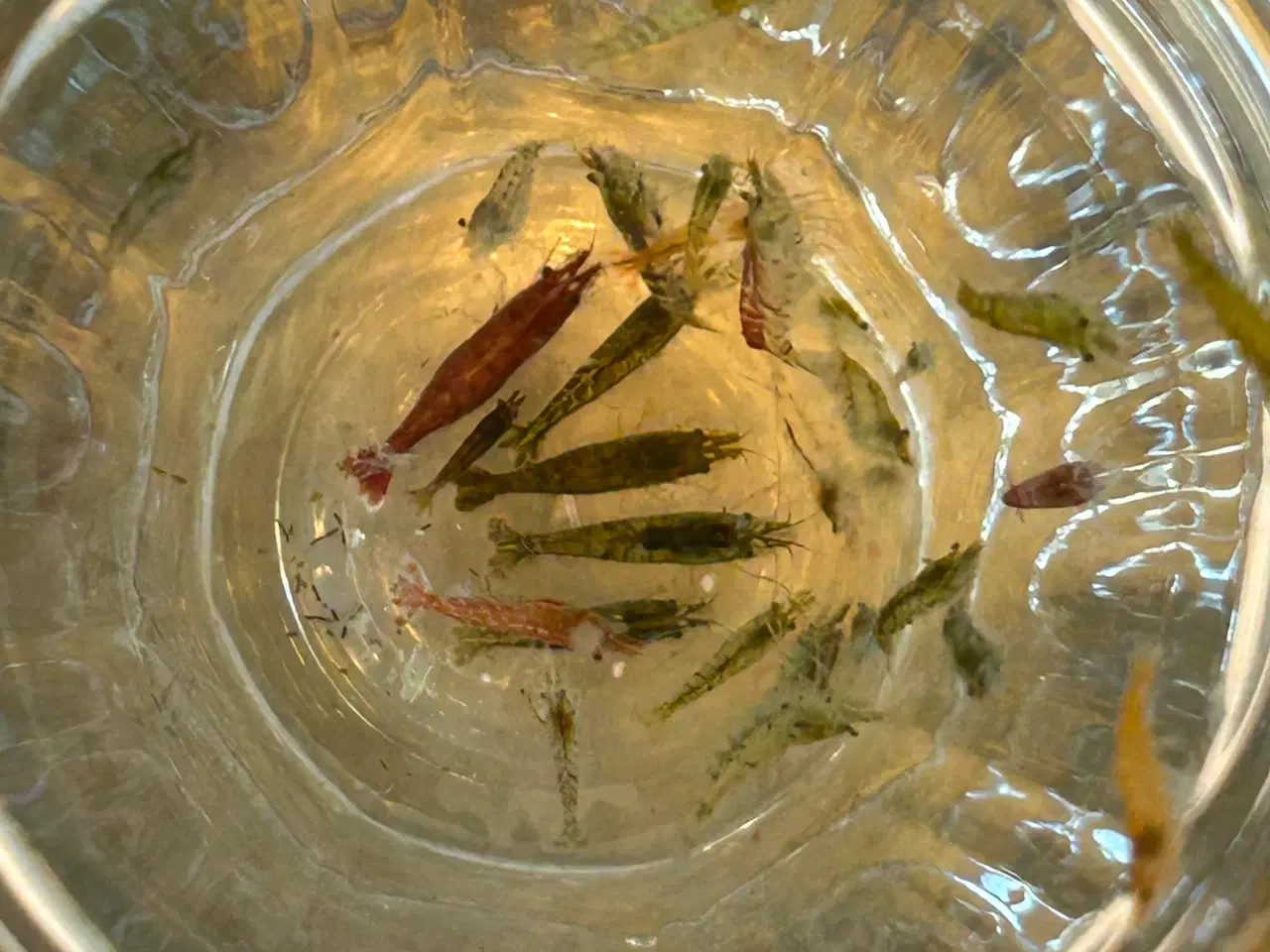 Billede 9 - Neocaridina rejer, 22 stk.