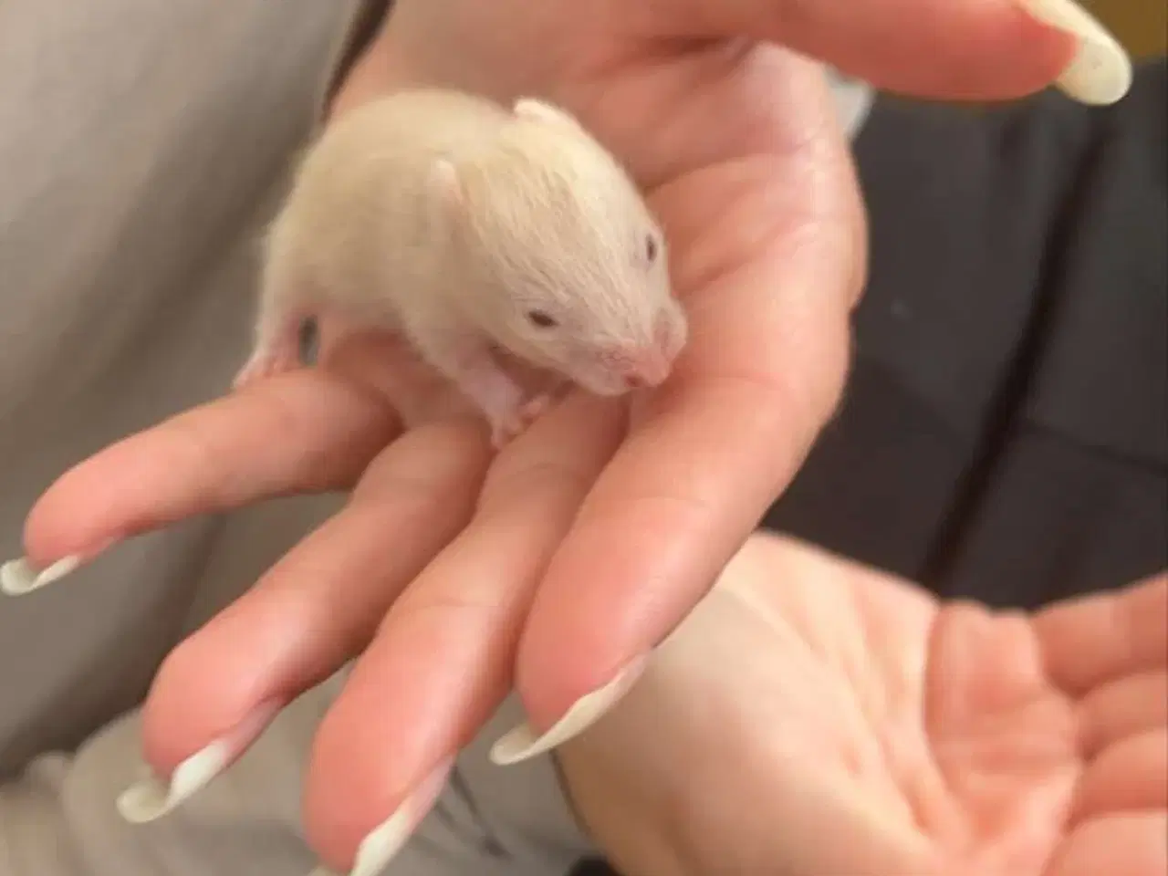 Billede 2 - Guldhamster unger sælges