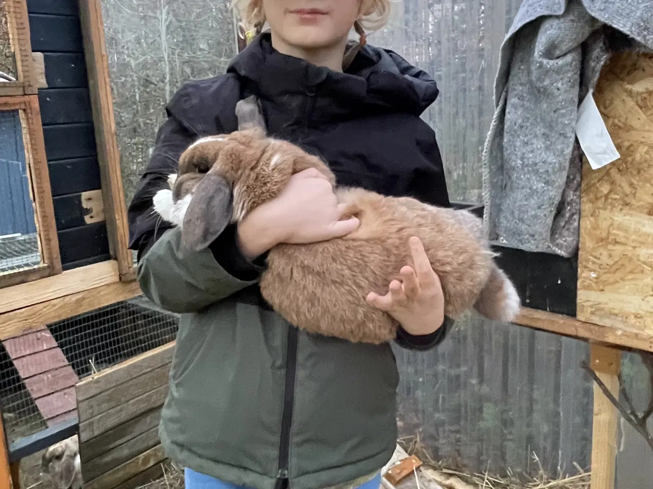 Billede 3 - Tam og venlig hunkanin.