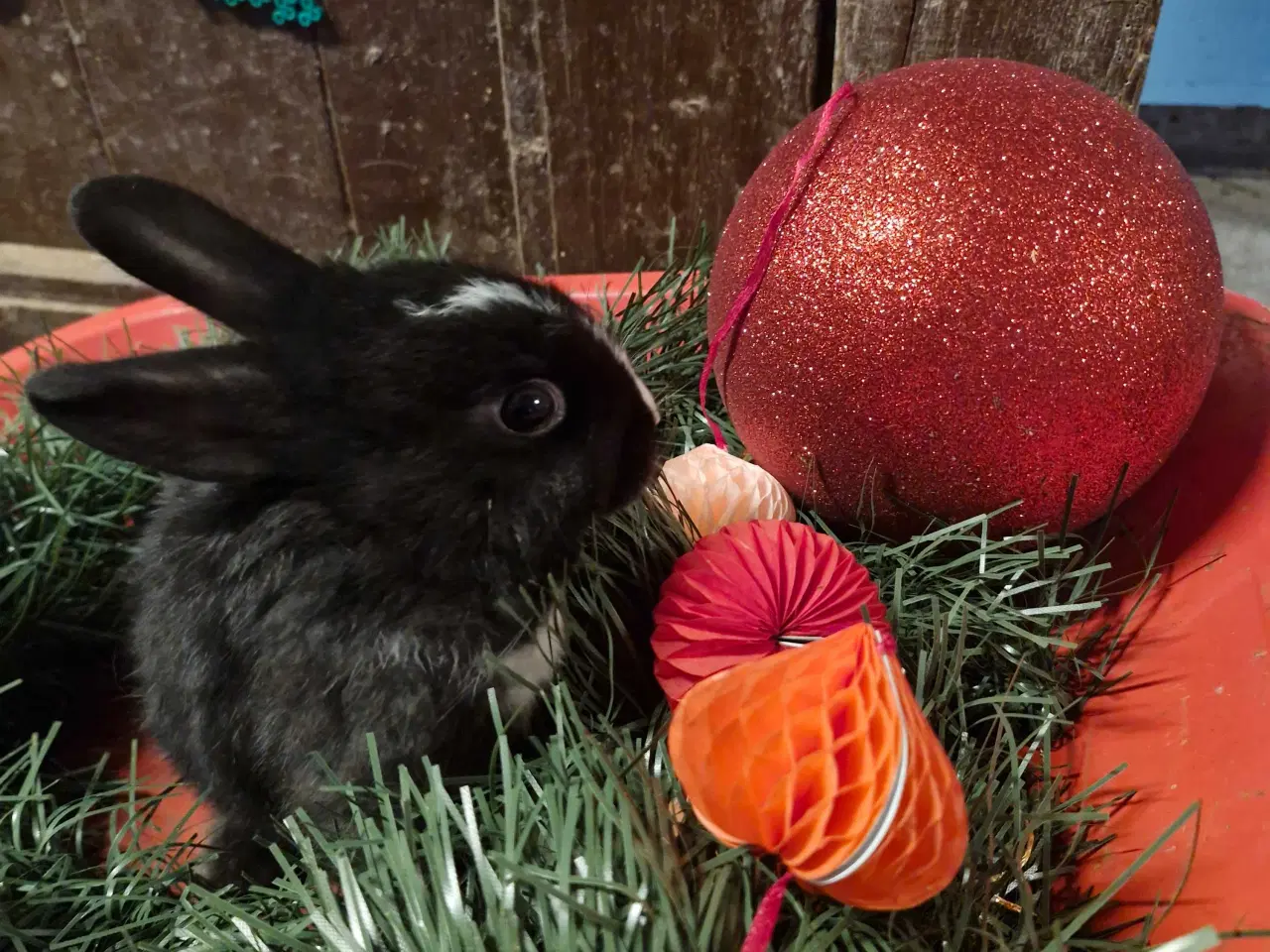 Billede 2 - Hermelin bl. Med mulighed for tilbage levering.