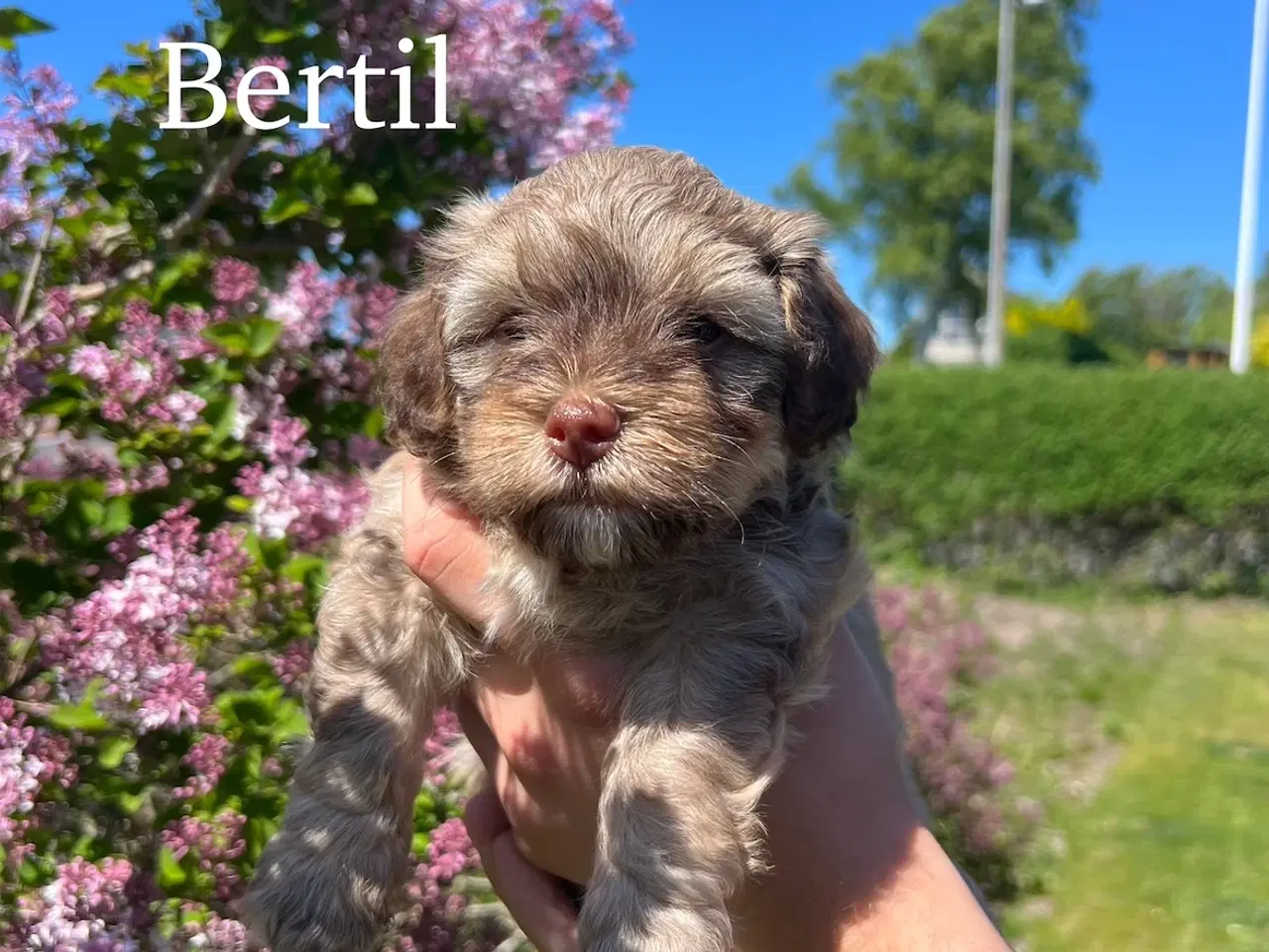Billede 3 - Bichon Havanais hvalpe