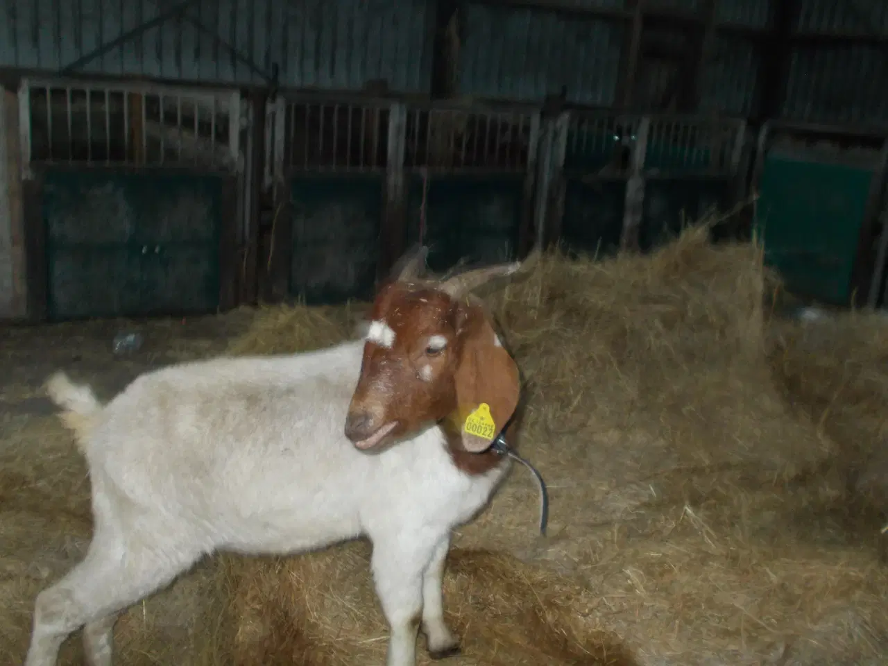 Billede 2 - boergeder