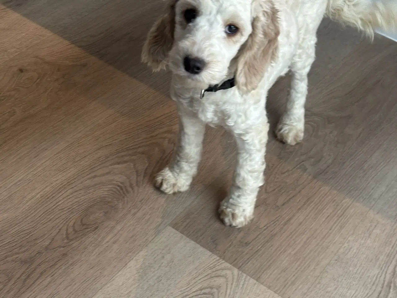 Billede 2 - Cockapoo  hvalp 