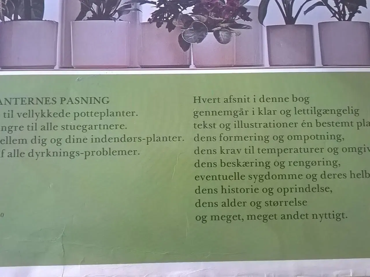 Billede 5 - Stueplanternes pasning