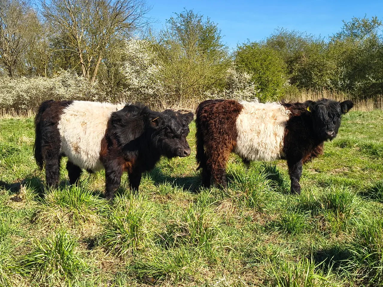 Billede 2 - Galloway tyrekalve, stamtavle, økologiske