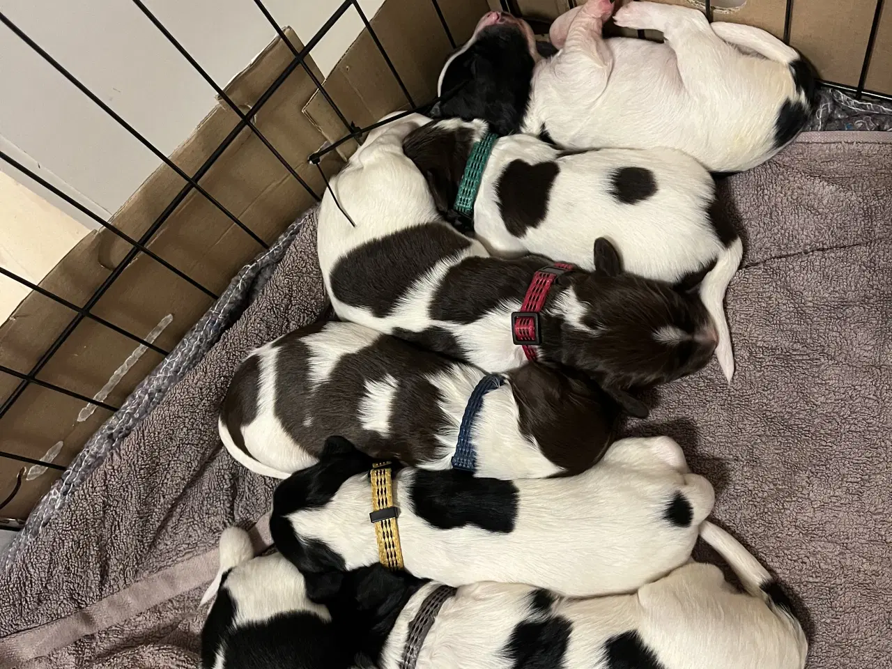 Billede 2 - Fy springer spaniel hvalpe