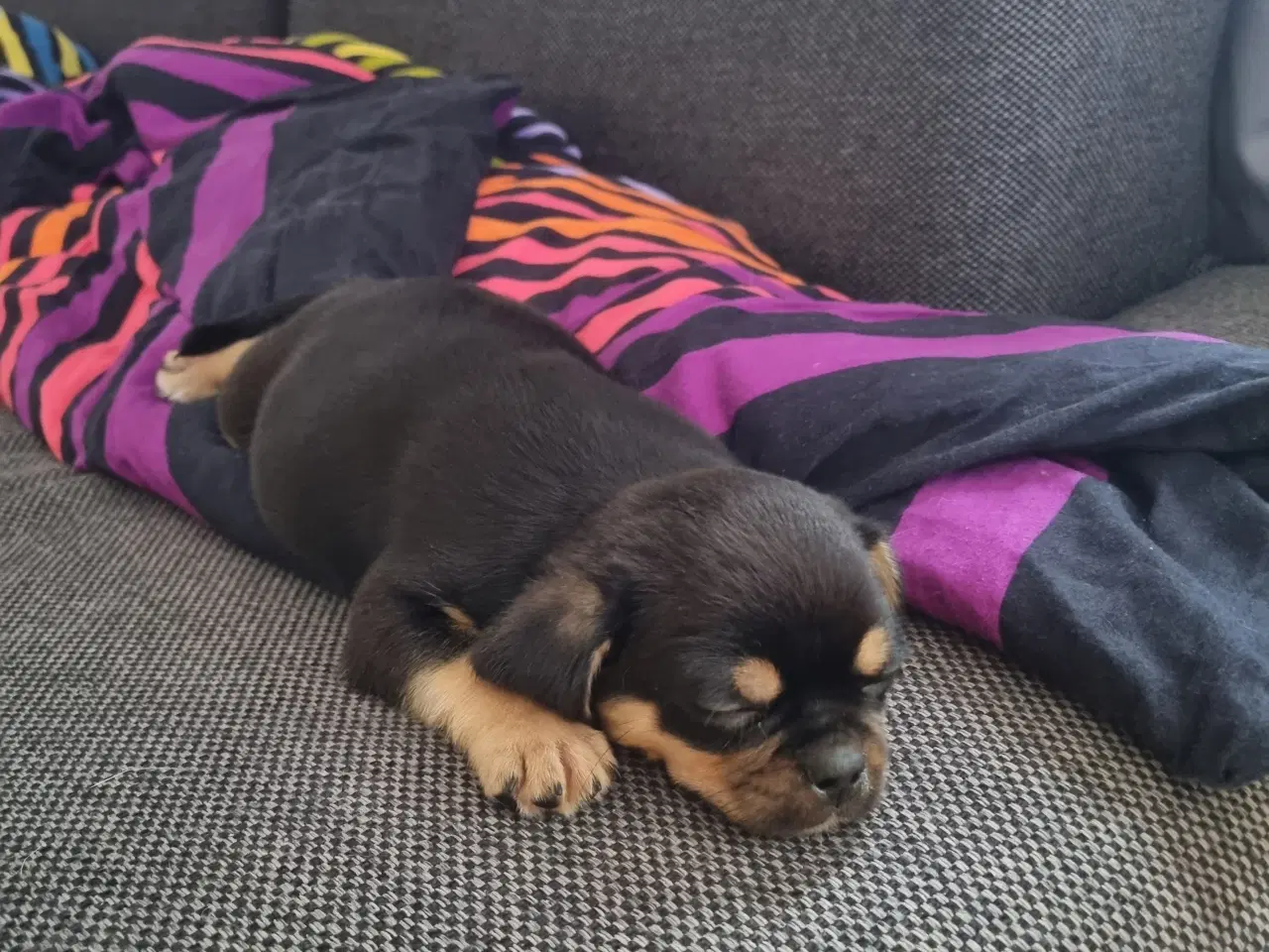 Billede 9 - Mops mix hvalpe