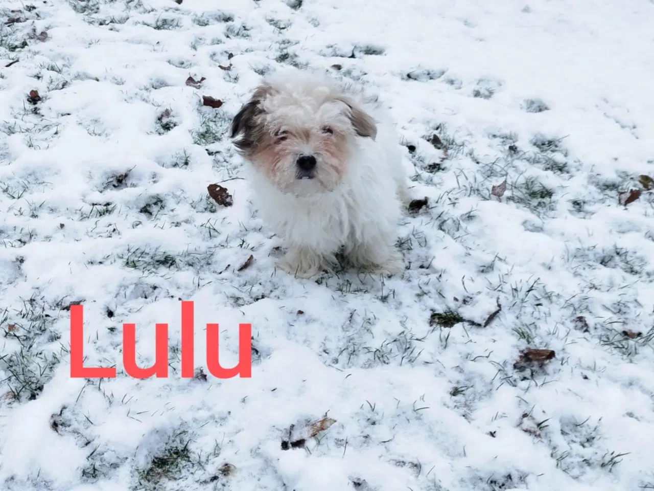 Billede 1 - Bichon Havanneser Hvalp