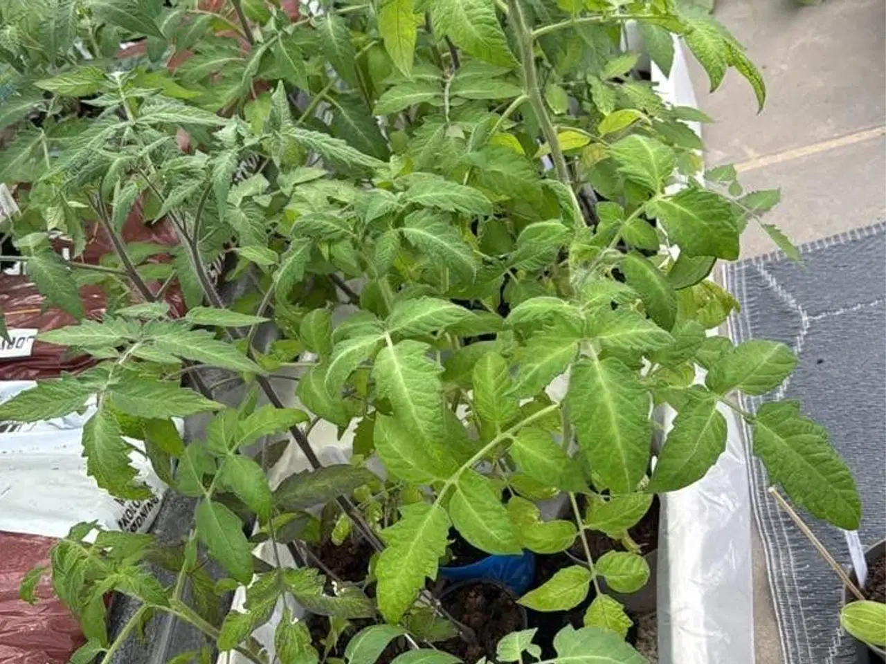 Billede 5 - Økologisk dyrket tomat,chili, peber, melon & agurk