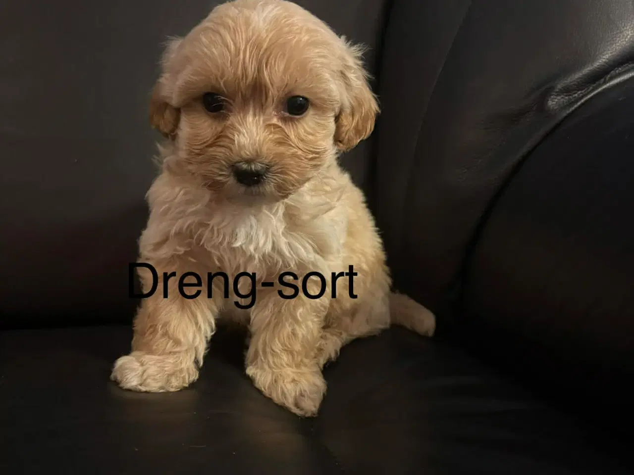 Billede 6 - Mini maltipoo 8 uger