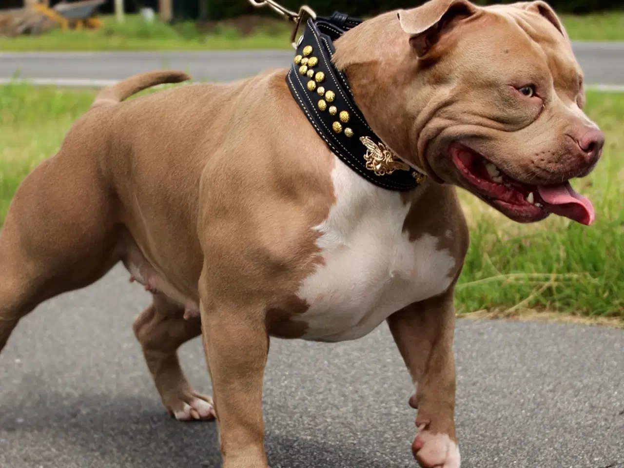 Billede 11 - American Bully XL