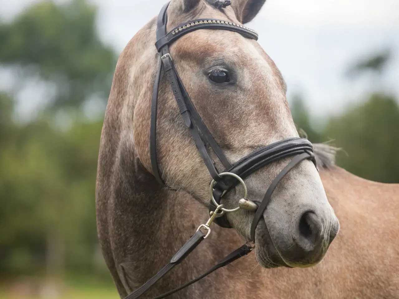 Billede 6 - Dejlig 3 års kat. I pony vallak