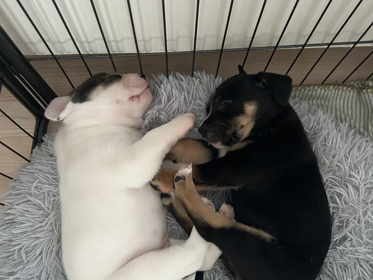 Billede 7 - Blandings hvalpe