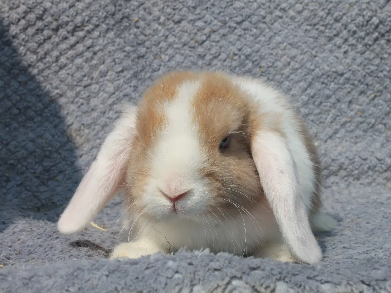 Billede 2 - Dværgvædder/Mini lop hunkanin