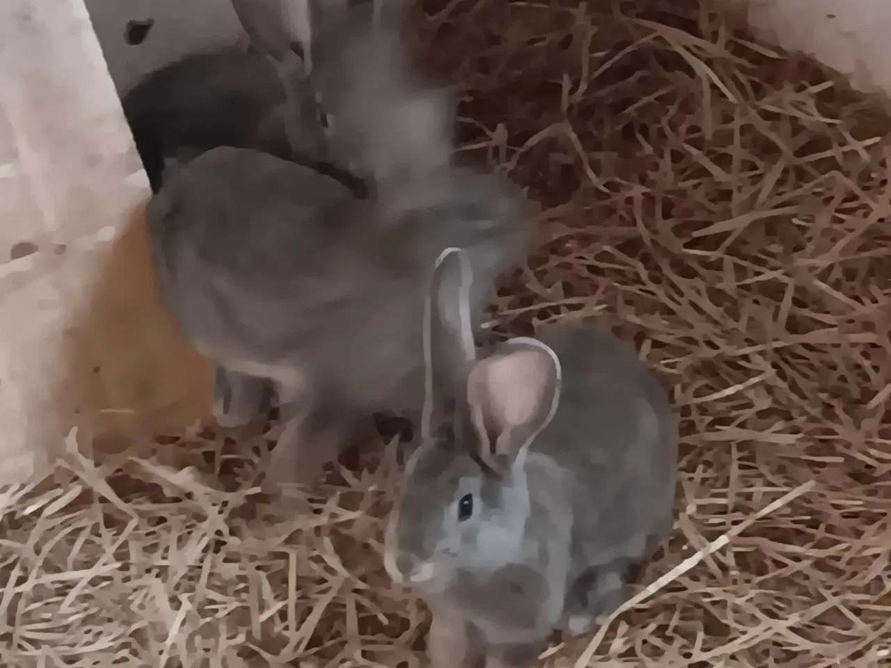 Billede 2 - 3 stk unger søger nye madskåle