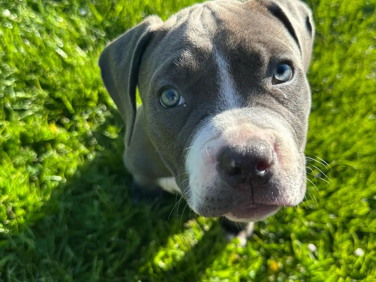 Billede 5 - American bully pocket 