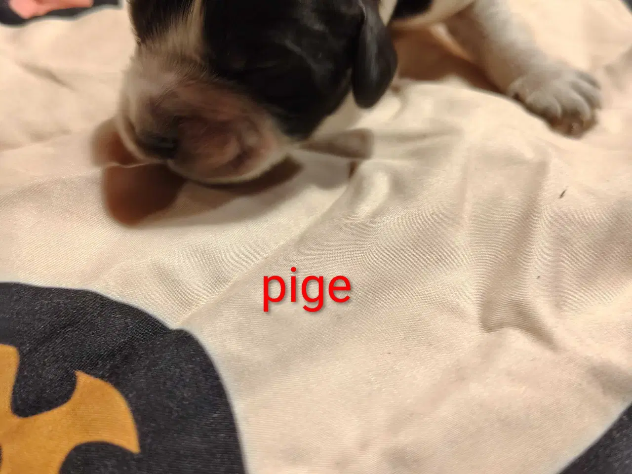 Billede 3 - Cocker Spaniel 