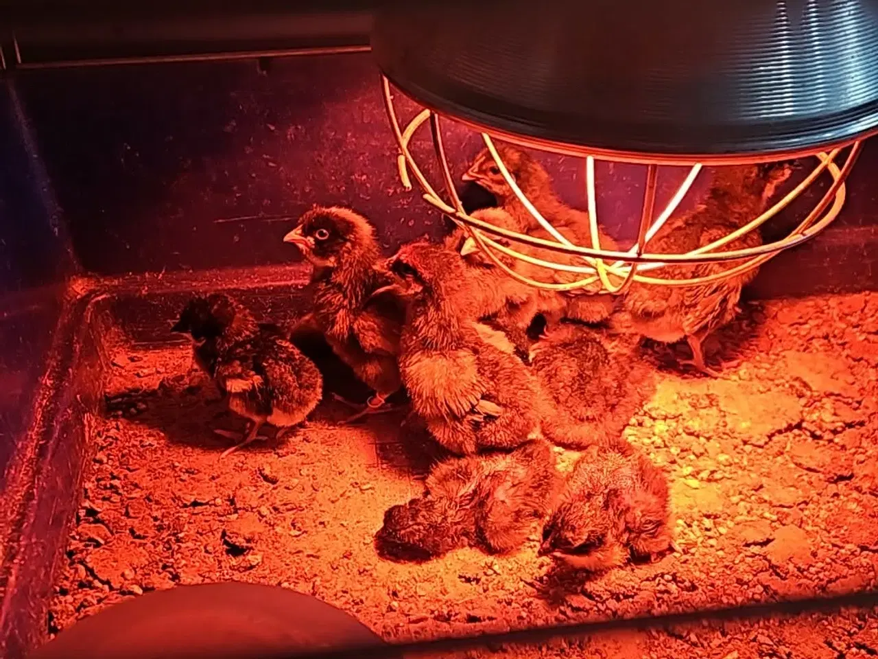 Billede 1 - Blandede kyllinger fra hønsegården