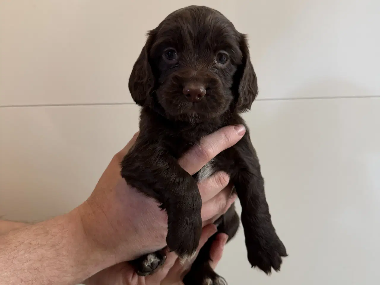 Billede 3 - Ft Cocker Spaniel 