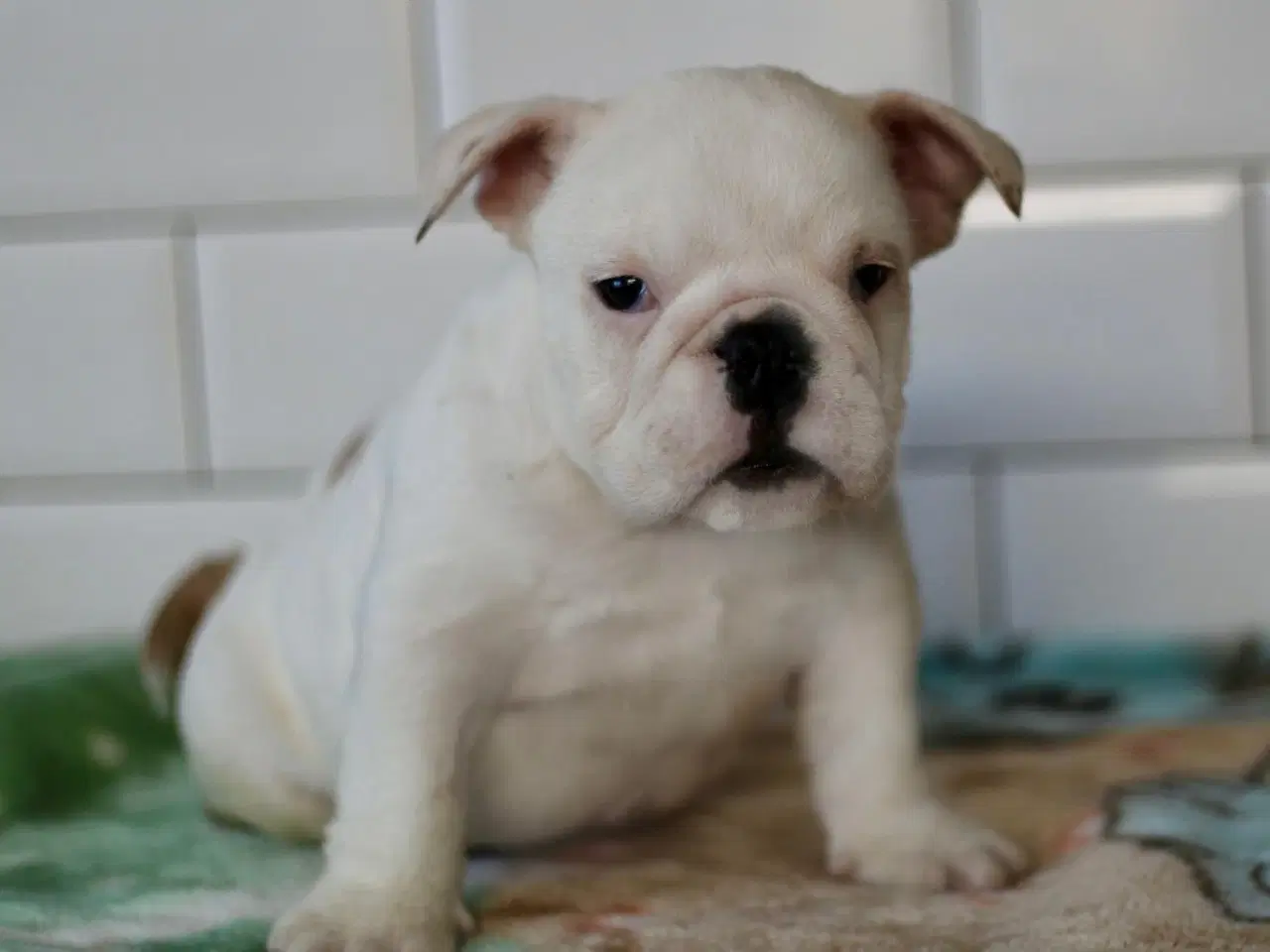 Billede 4 - Engelsk Bulldog hvalp